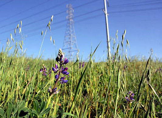 Our Electrical Environment May Be Compromising Our Immunity