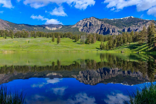 WiFi in Yellowstone Park Threatening Wildlife