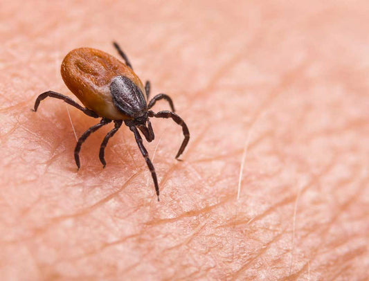 Lyme Disease: The Missing EMF Link