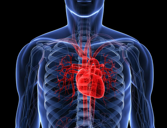 Evidence EMFs Harmful to the Heart
