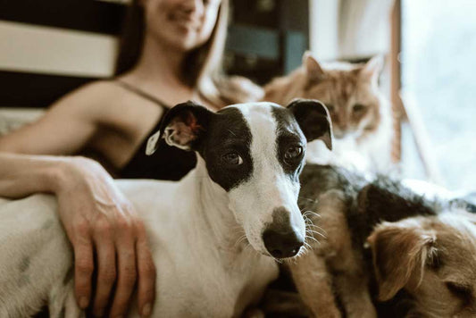 Pet EMF Protection