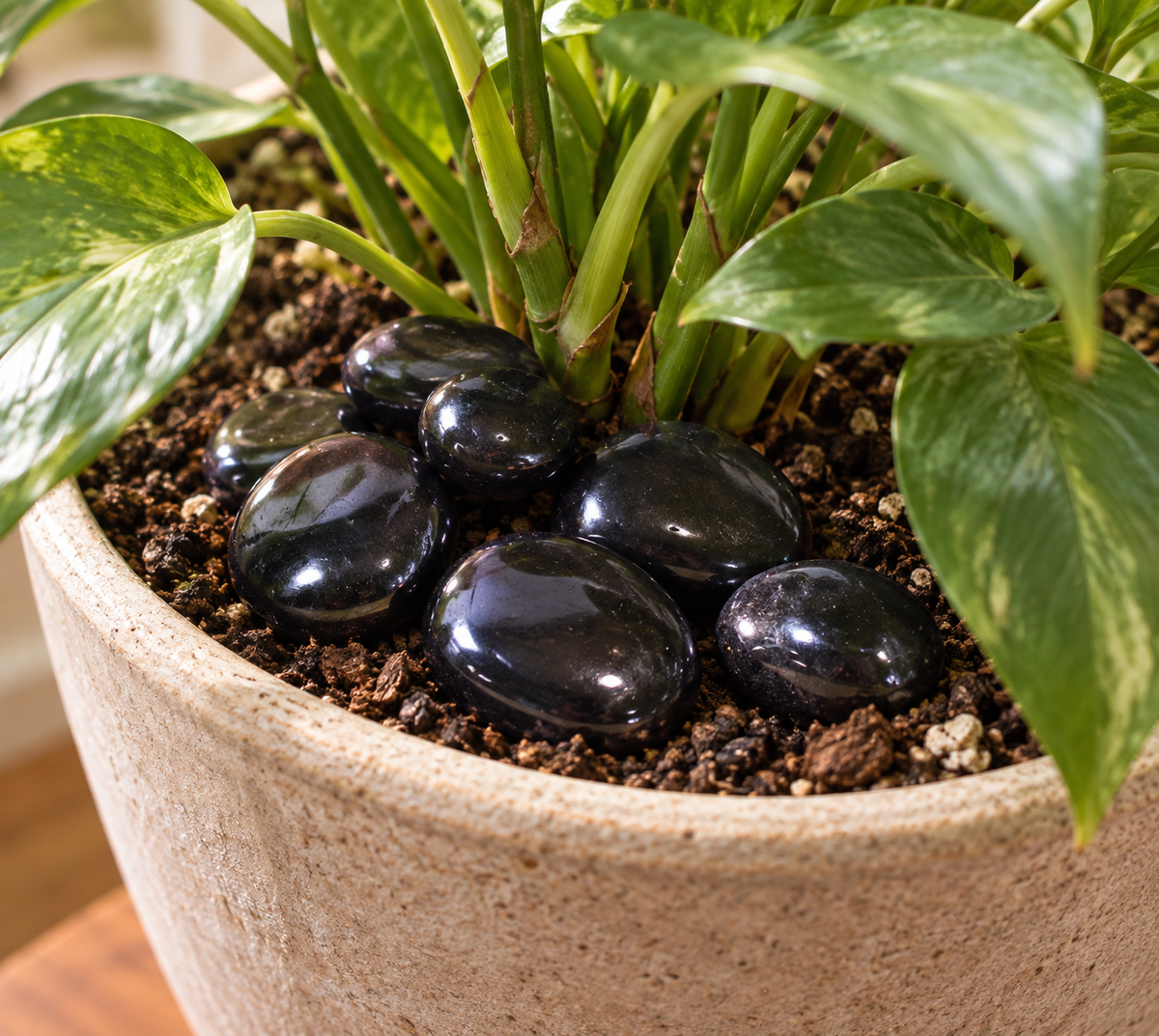Polished shungite tumbled stones arranged on top of the soil at the base of a green potted houseplant in a rustic ceramic pot.